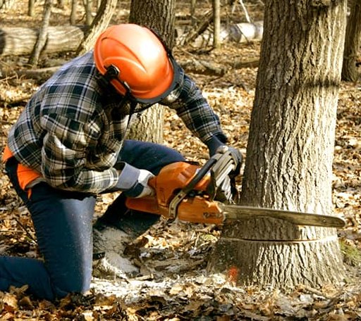 Tree Removal in Range, AL